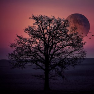 l'Arbre et la Lune